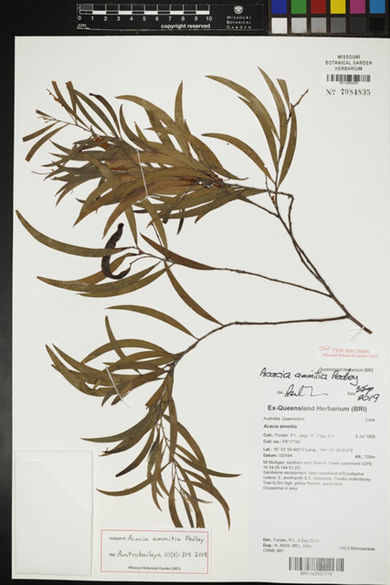 Acacia ammitia photo 2