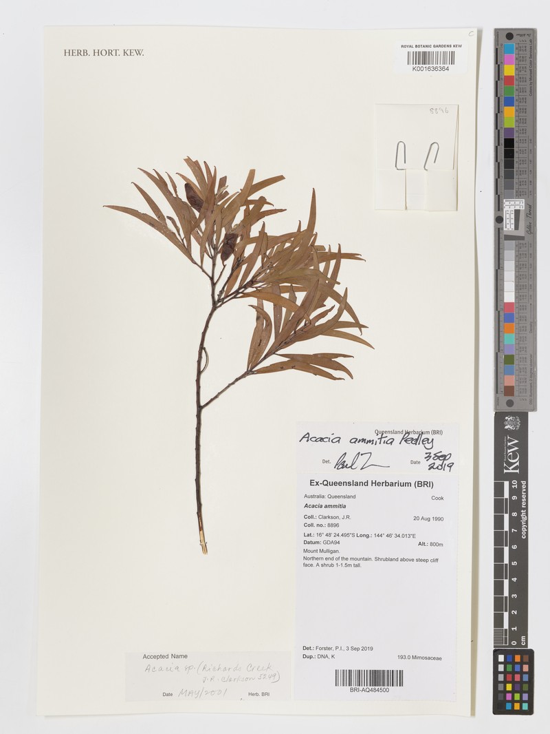 Acacia ammitia photo 3