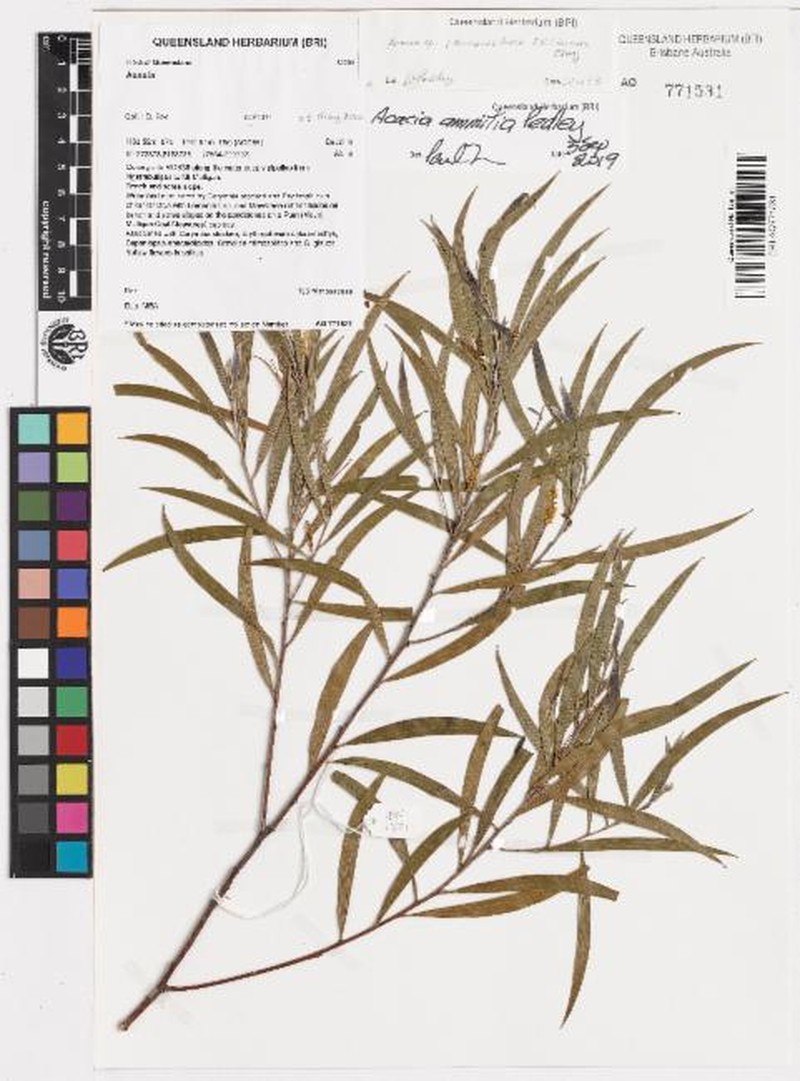 Acacia ammitia photo 4