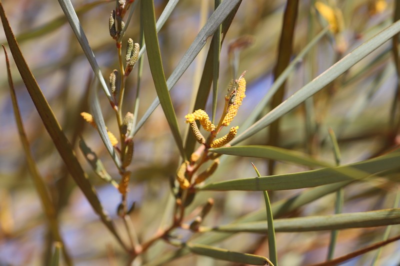 Acacia ammobia photo 5