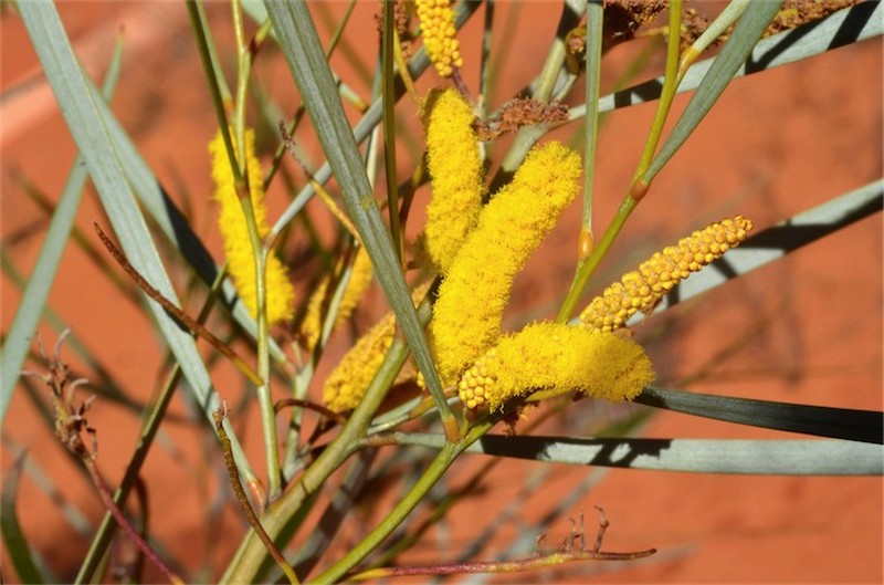 Acacia ammobia