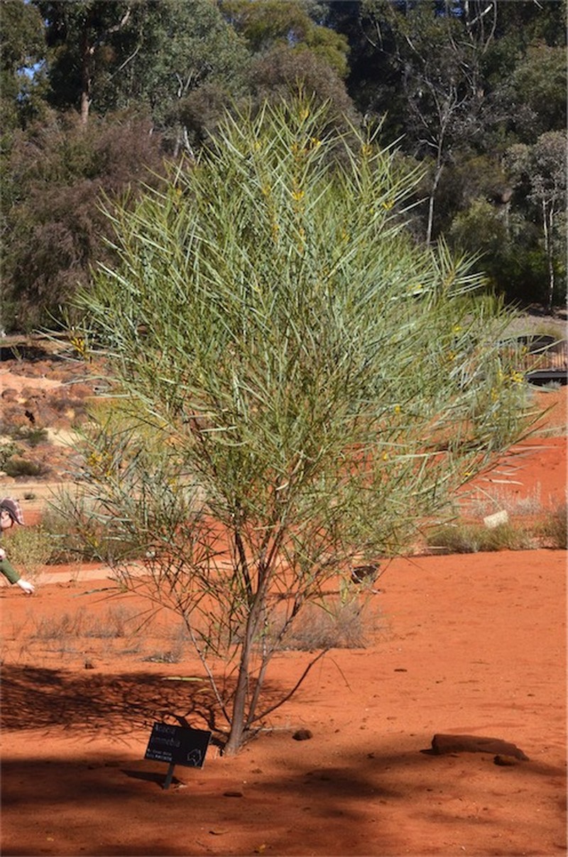 Acacia ammobia photo 2