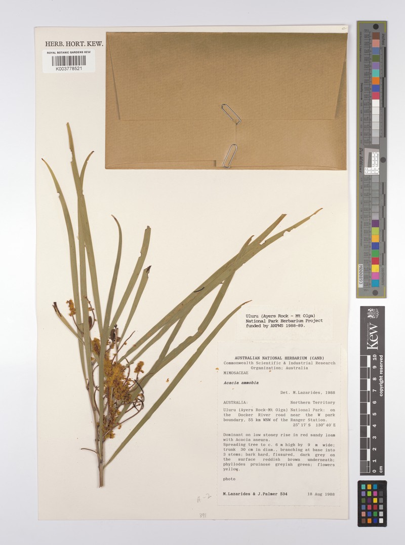 Acacia ammobia photo 3