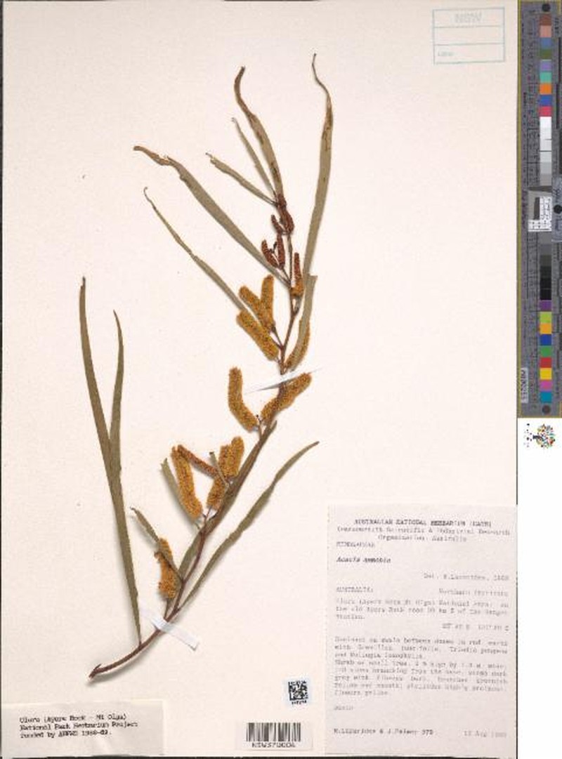 Acacia ammobia photo 4
