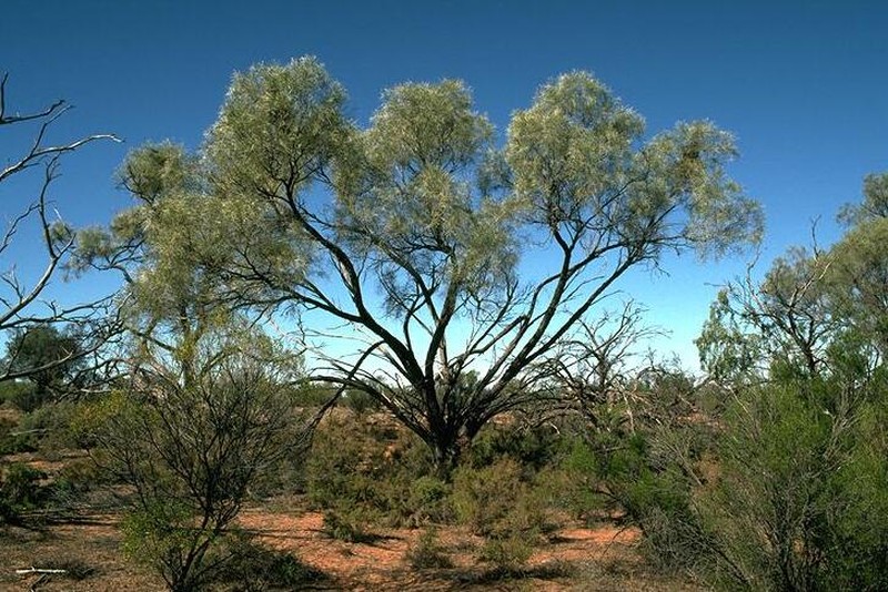Acacia ammophila