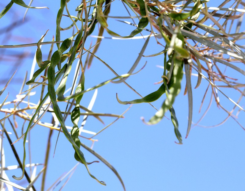 Acacia ammophila photo 2