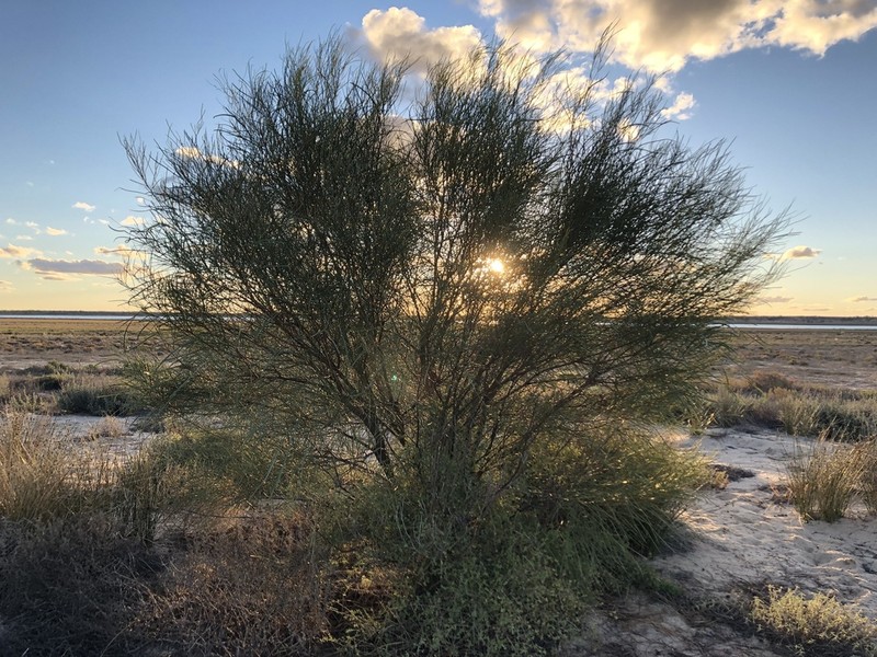 Acacia ammophila photo 3