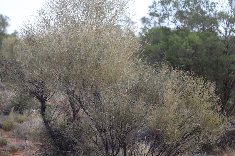Acacia ammophila photo 4