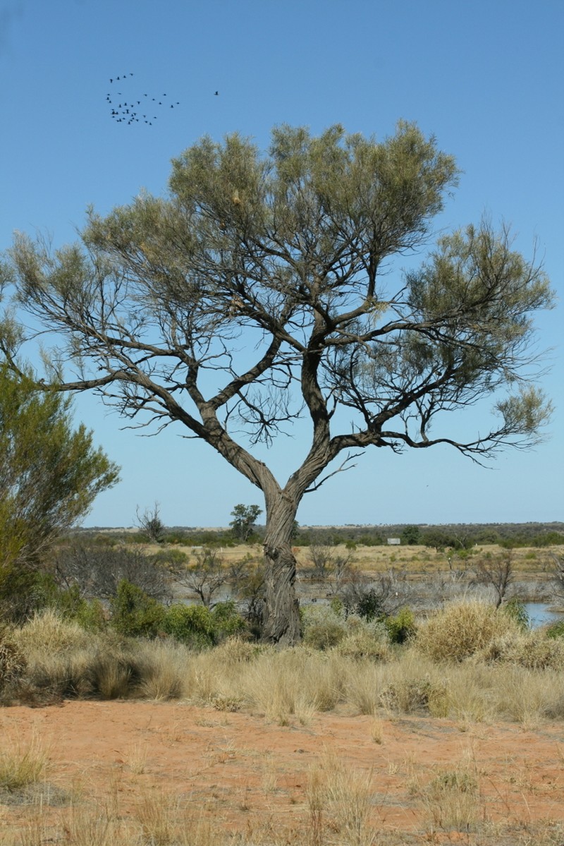 Acacia ammophila photo 5