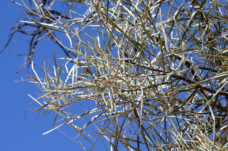 Acacia ammophila photo 6