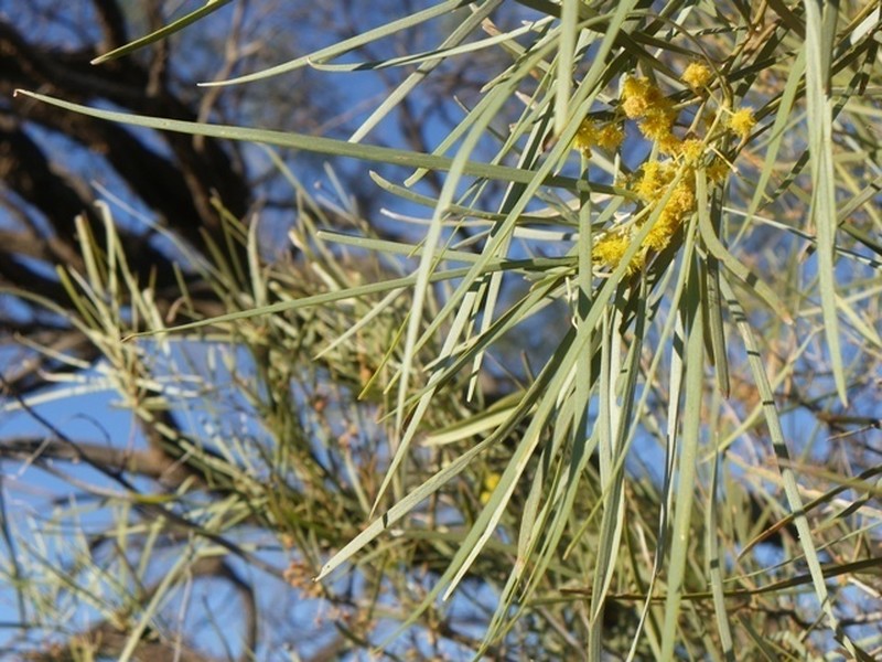 Acacia ammophila photo 7