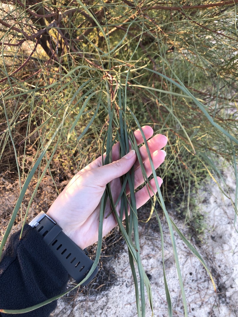 Acacia ammophila photo 8