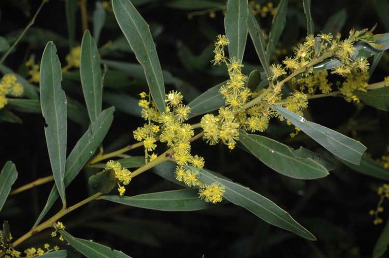 Acacia amoena