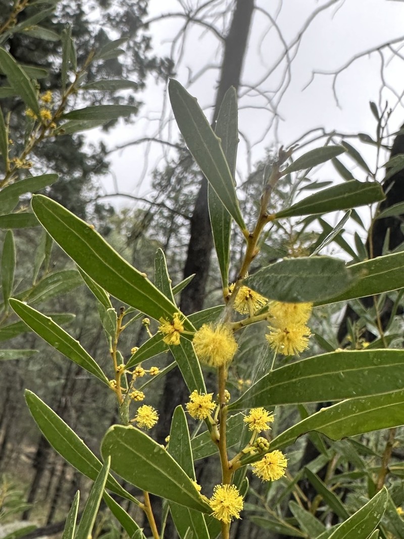 Acacia amoena photo 2