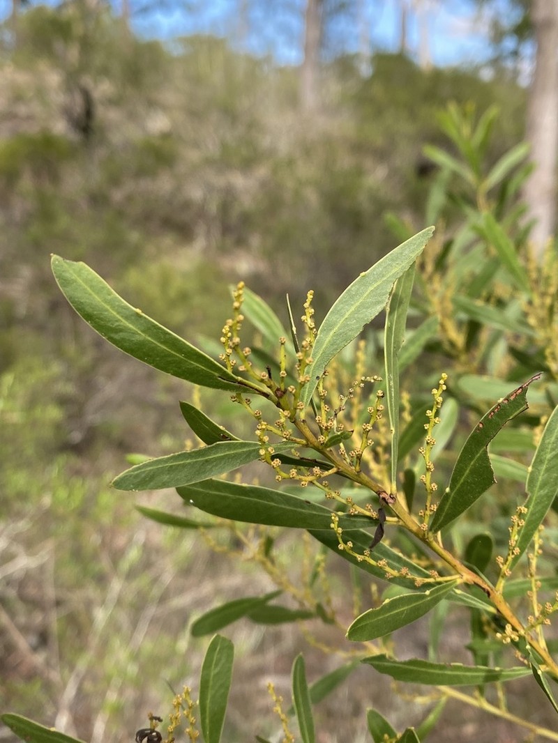 Acacia amoena photo 3