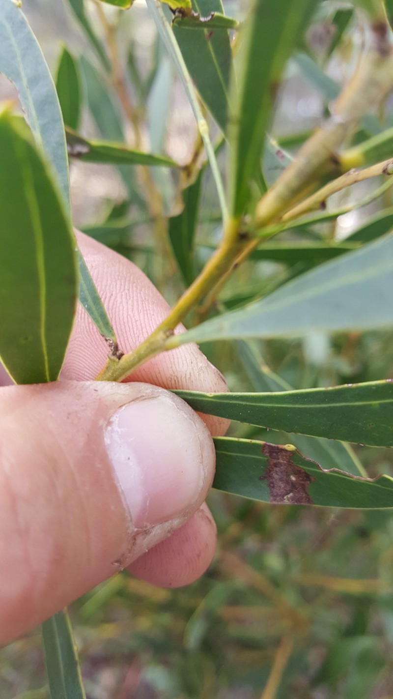 Acacia amoena photo 4
