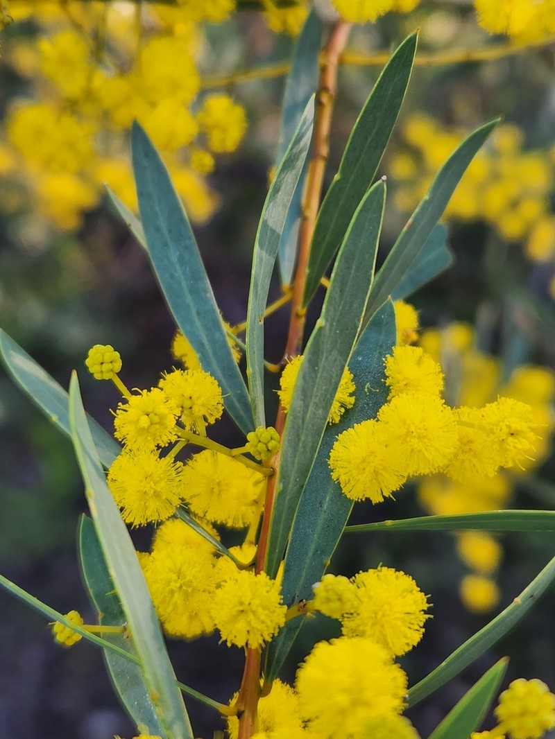 Acacia amoena photo 5