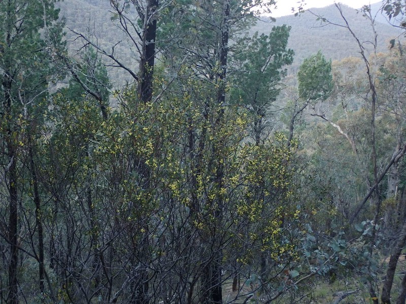 Acacia amoena photo 6