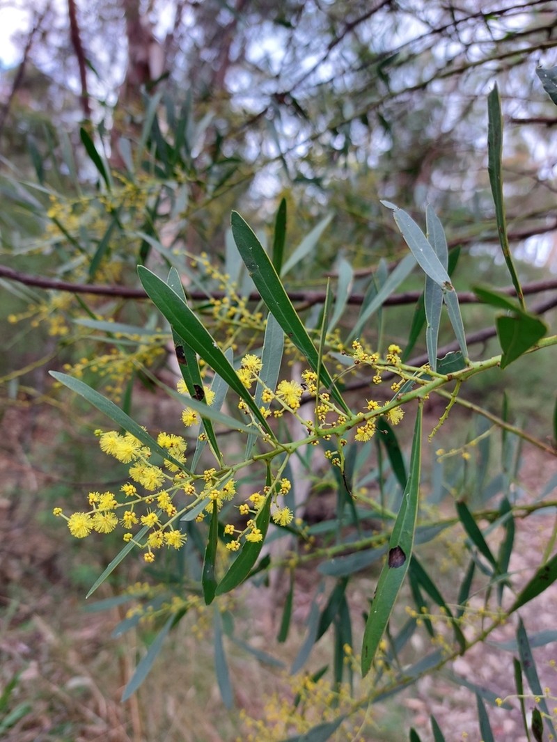 Acacia amoena photo 7