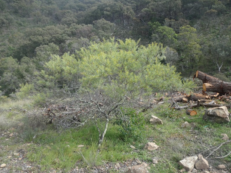 Acacia amoena photo 8
