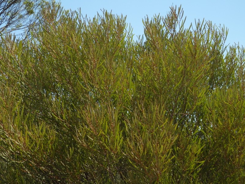 Acacia ampliata photo 2