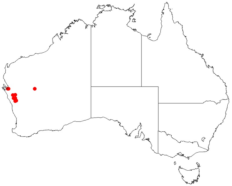 Acacia ampliata