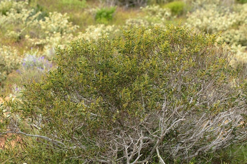 Acacia photo 2