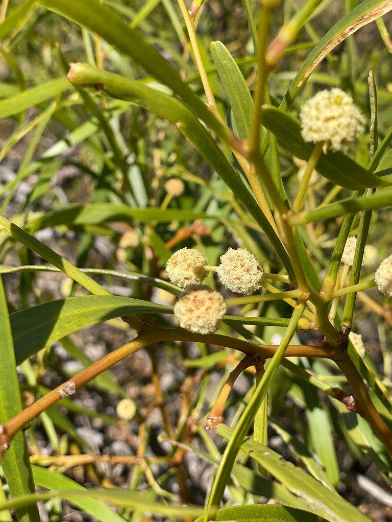Acacia photo 3