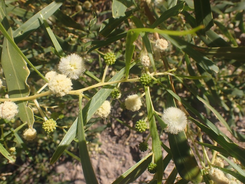 Acacia photo 4