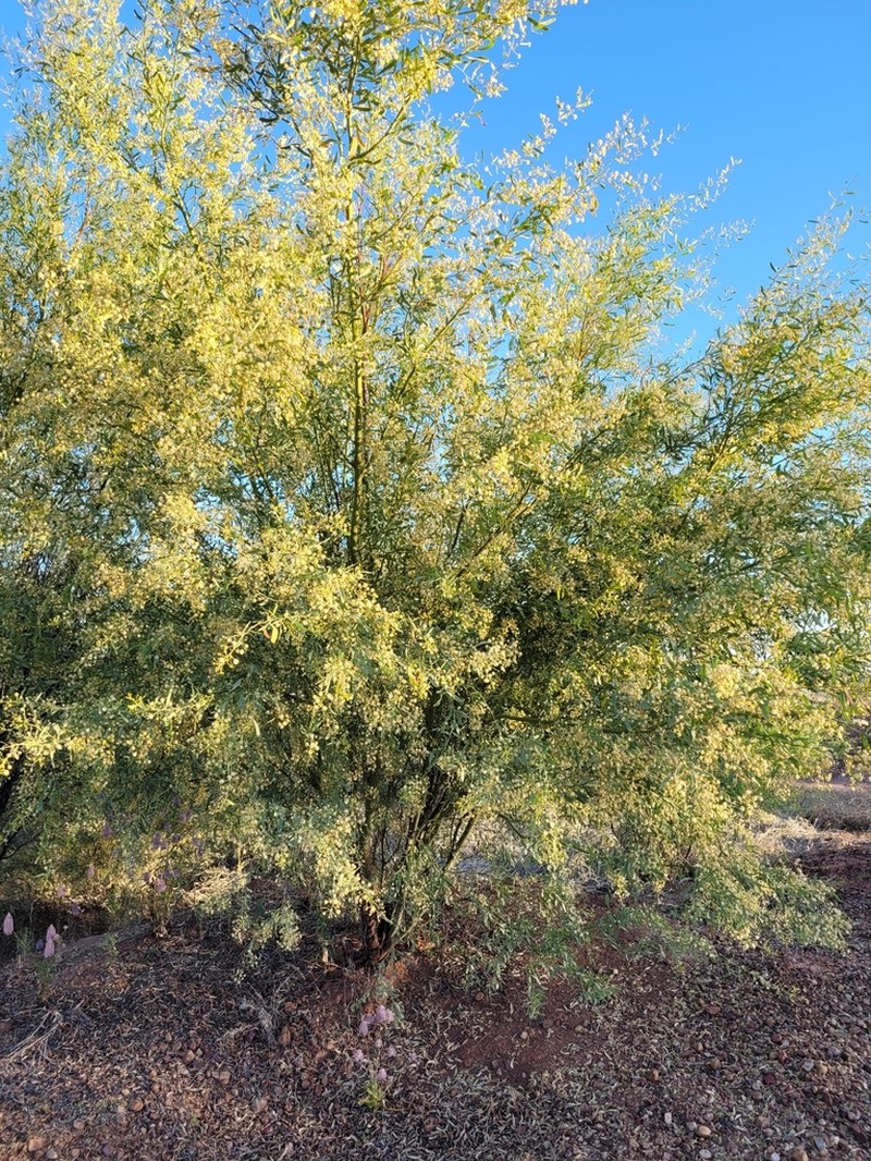 Acacia photo 5