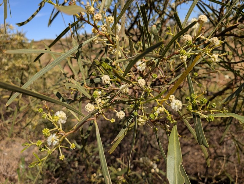 Acacia photo 6