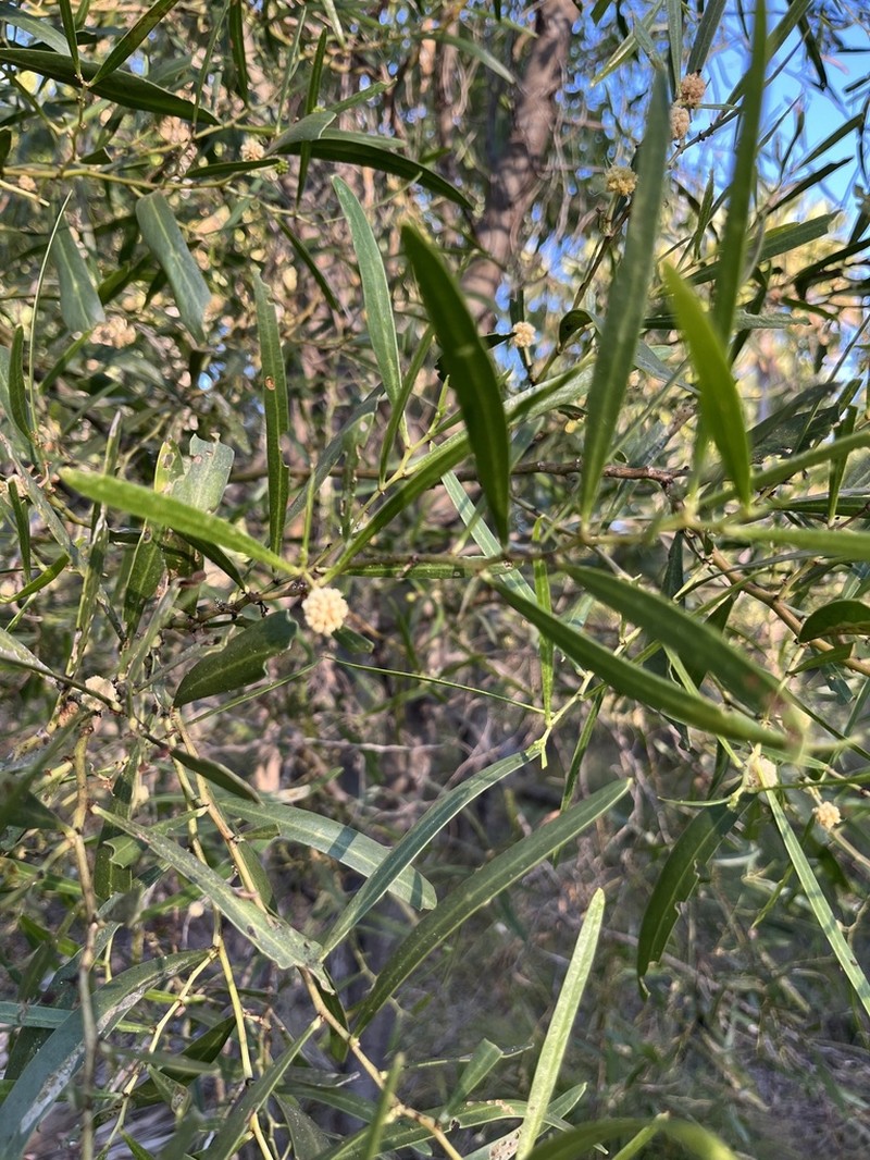 Acacia photo 7