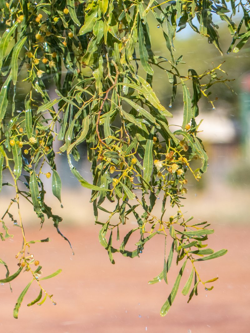 Acacia