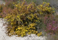 Acacia amputata