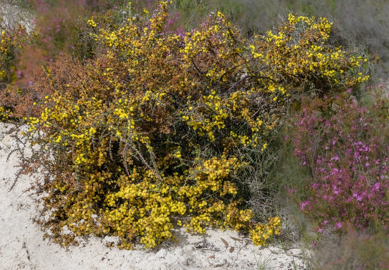 Acacia amputata