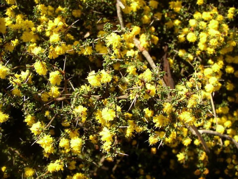 Acacia amputata photo 3