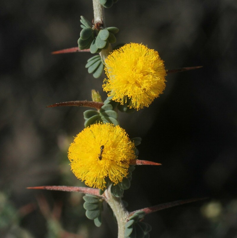 Acacia amputata photo 4