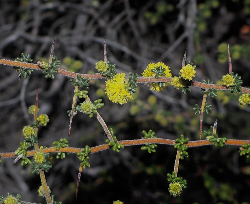 Acacia amputata photo 6