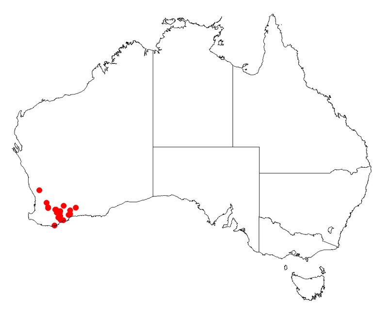 Acacia amputata