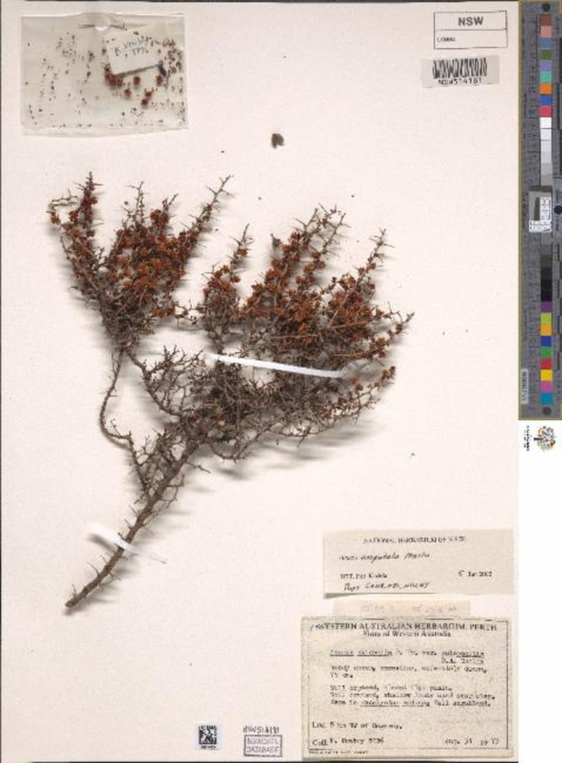 Acacia amputata photo 2