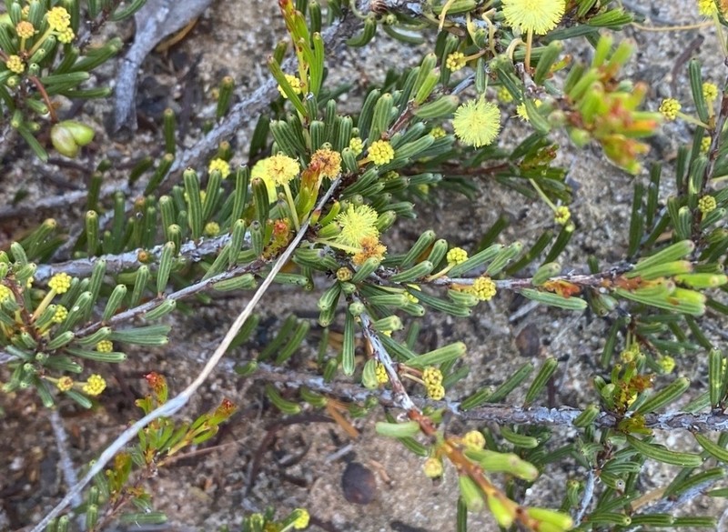 Acacia amyctica
