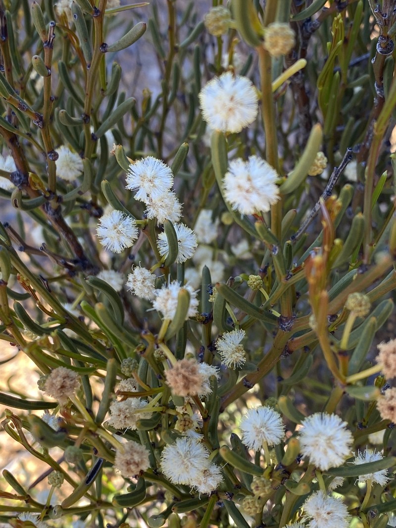 Acacia amyctica photo 2