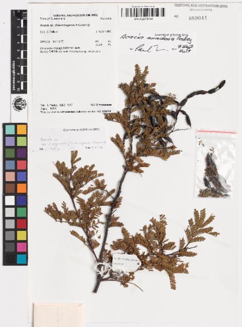 Acacia anadenia