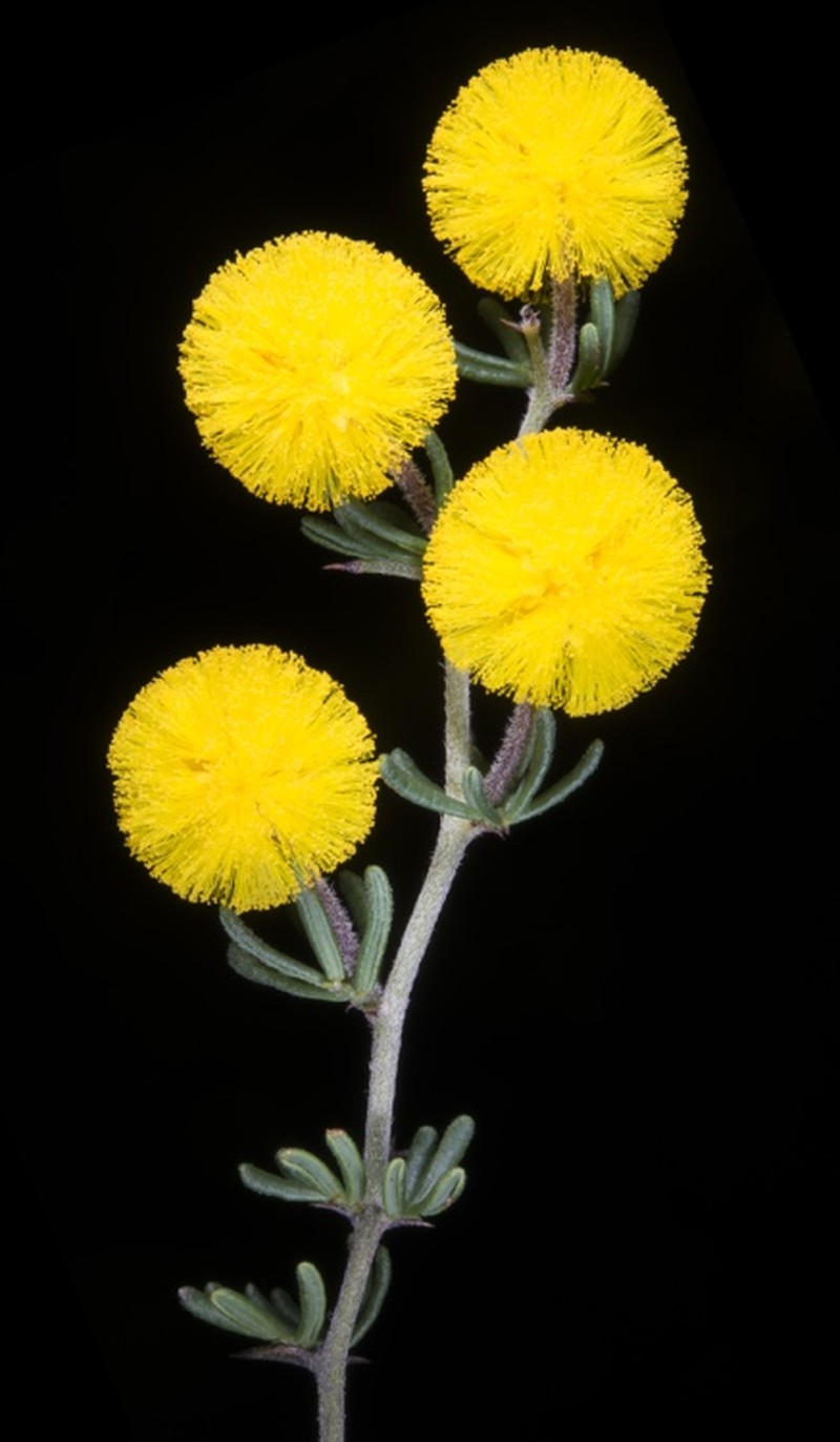Acacia anarthros