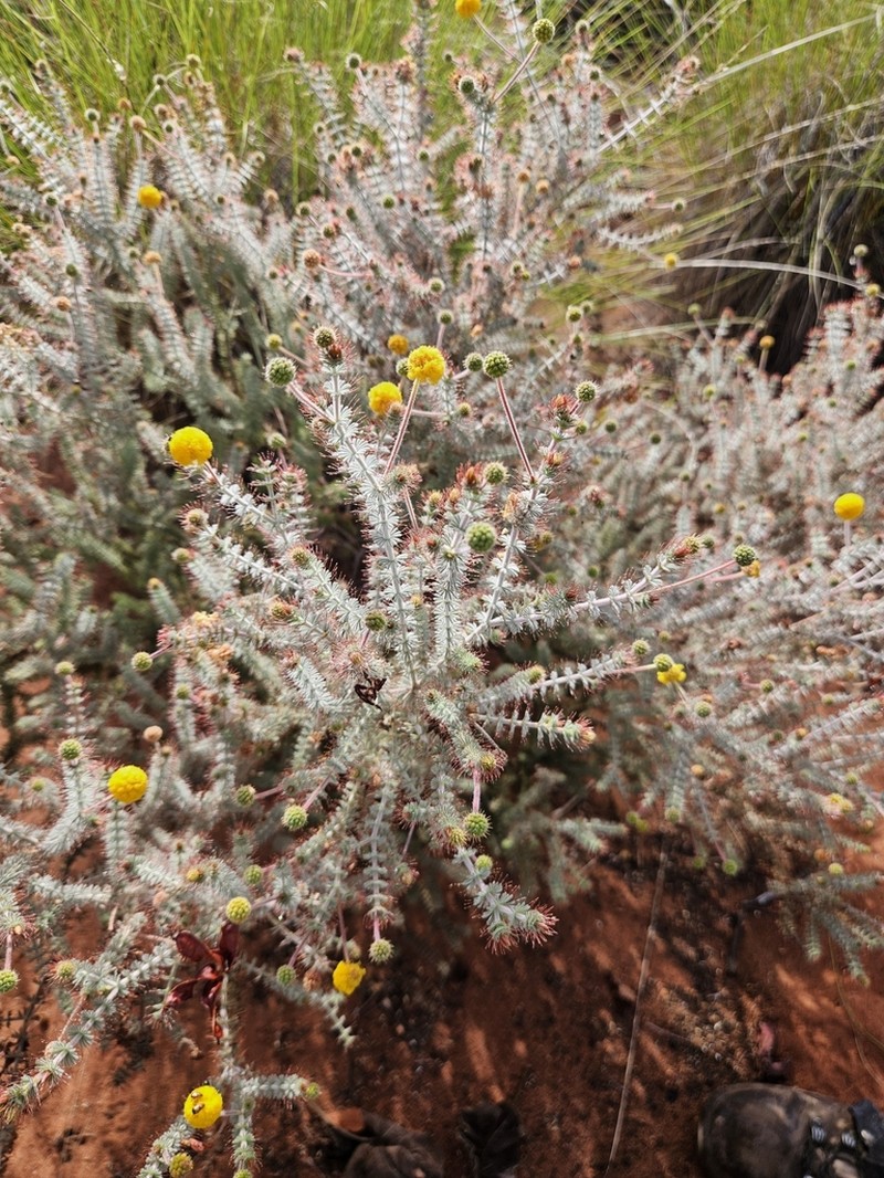 Acacia anasilla photo 3