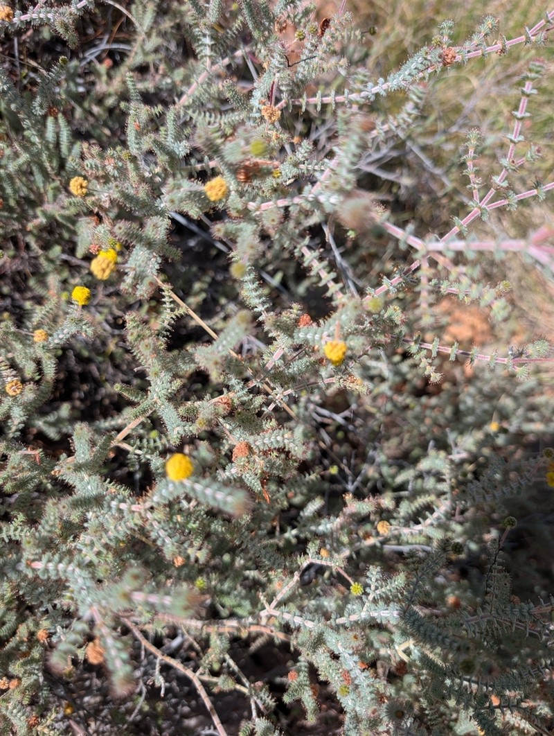 Acacia anasilla photo 4