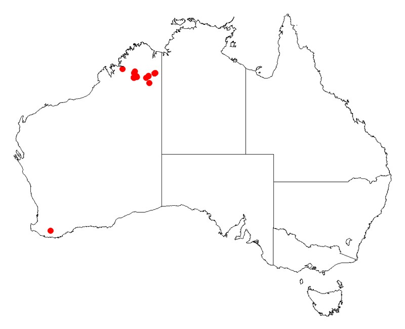 Acacia anasilla