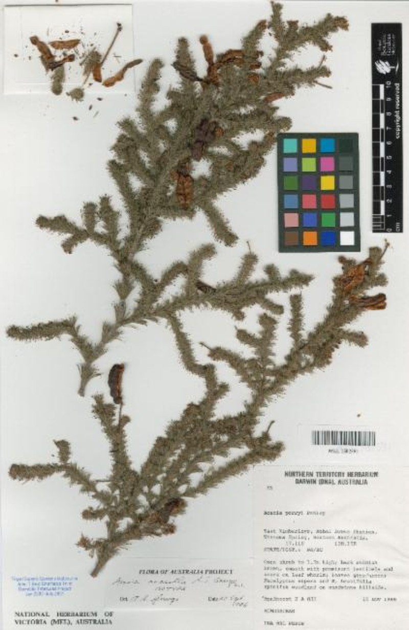 Acacia anasilla photo 2