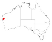 Acacia anastema