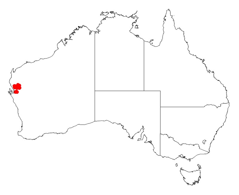Acacia anastema
